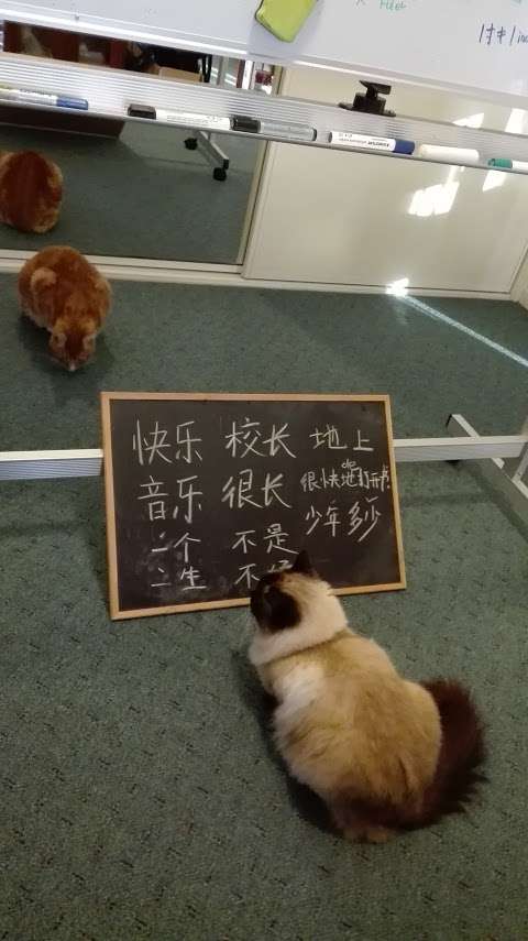Photo: Nowra Mandarin Chinese Lessons